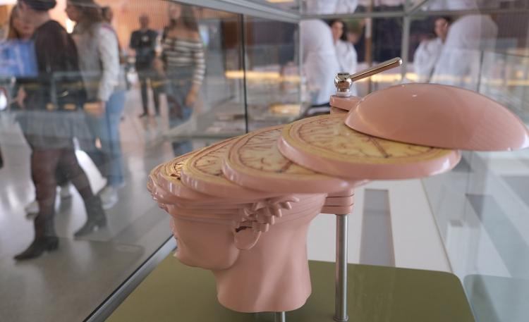 La Semana del Cerebro contará con múltiples actividades en el museo científico.