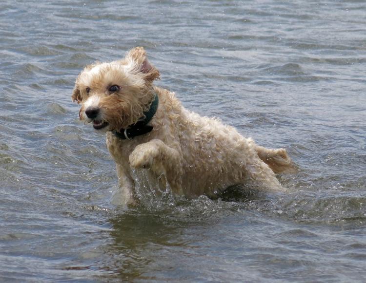 Un perro juega en una playa.