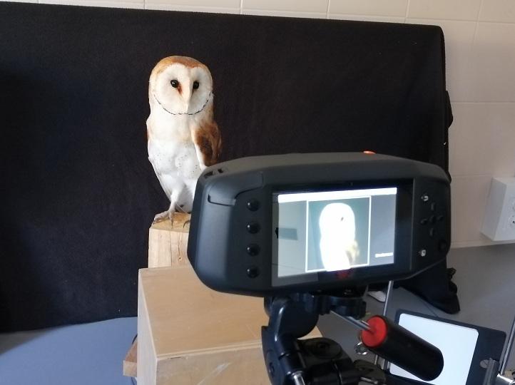 Pruebas en el estudio sobre el camuflaje nocturno de la lechuza común.