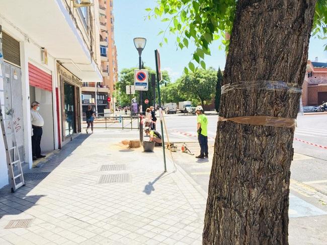 Las talas en calle Palencia han sido los primeros trabajos para iniciar la remodelación.