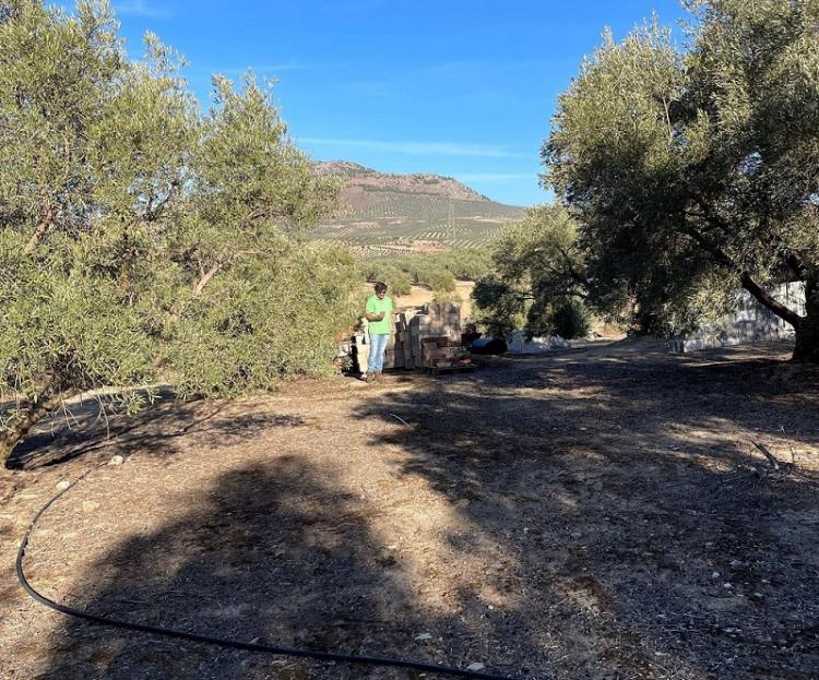 Imagen de la zona de los trabajos arqueológicos.