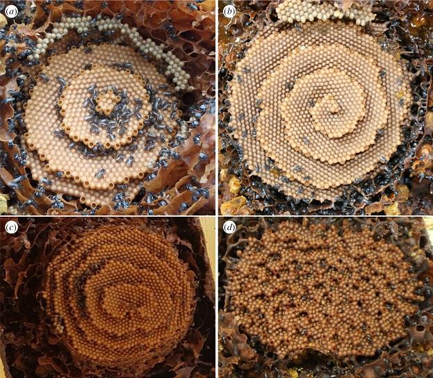 Panales de abejas con (a) patrones diana, (b) espiral, (c) espirales dobles y (d) terrazas desordenadas.