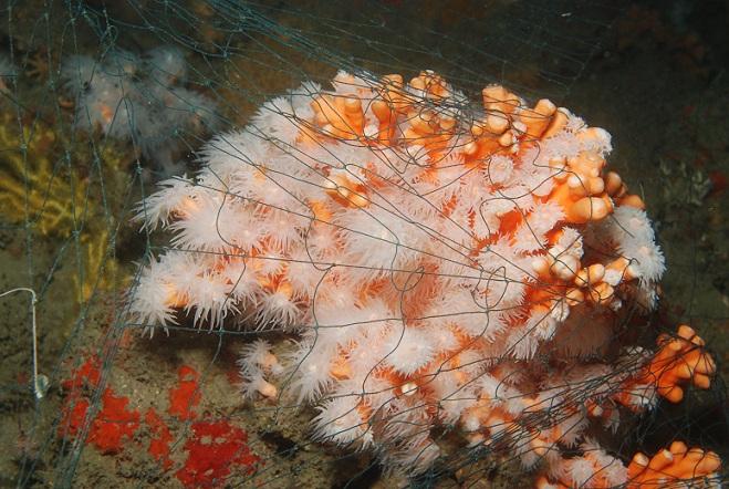 Coral enganchado por una red. 