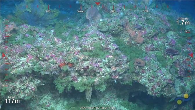 Imagen del nuevo arrecife de coral descubierto. 
