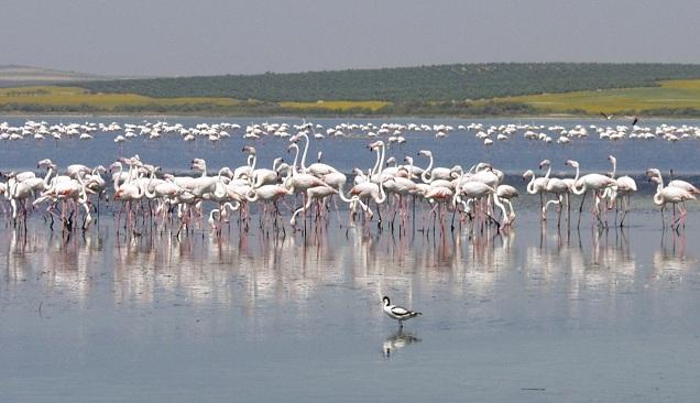 Flamencos en la Laguna de Fuente de Piedra.