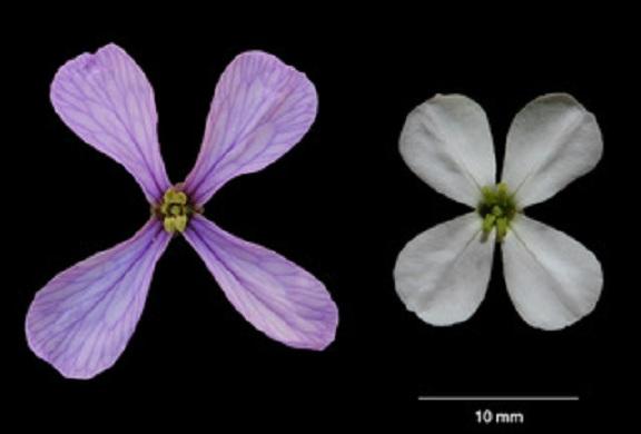 Flor de primavera, más grande y color lila, y flor de verano, blanca y más pequeña.