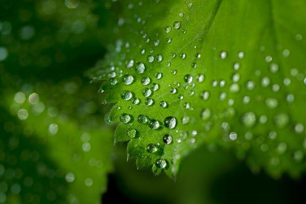 La nueva teoría es "fundamental" para calcular la eficiencia del uso de agua de las plantas La nueva teoría es "fundamental" para calcular la eficiencia del uso de agua de las plantas.
