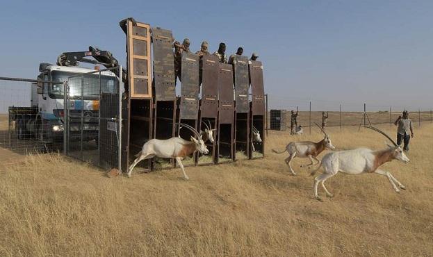 La liberación de gacelas en Chad intenta contrarrestar su desaparición.