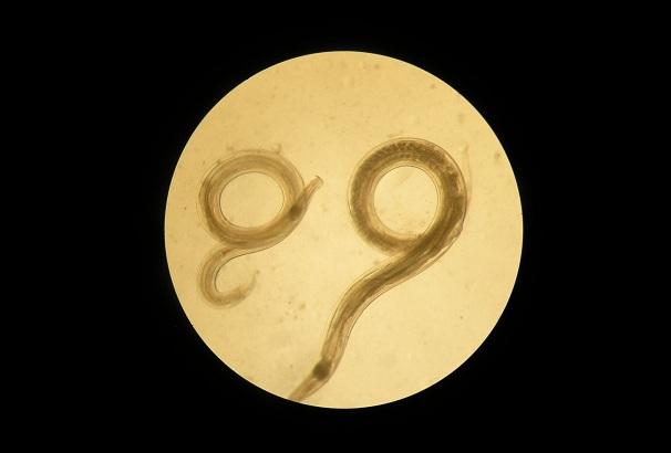 Vista al microscopio del gusano Aspiculuris, un parásito intestinal, presente en ratones, similar a los oxiuros humanos.