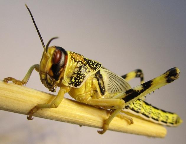 Langosta del desierto (Schistocerca gregaria).