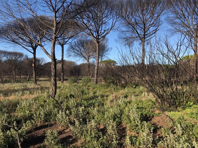 Zona afectada por el incendio de Las Peñuelas en Doñana, donde ha habido una buena regeneración de muchas especies autóctonas sin necesidad de intervención.