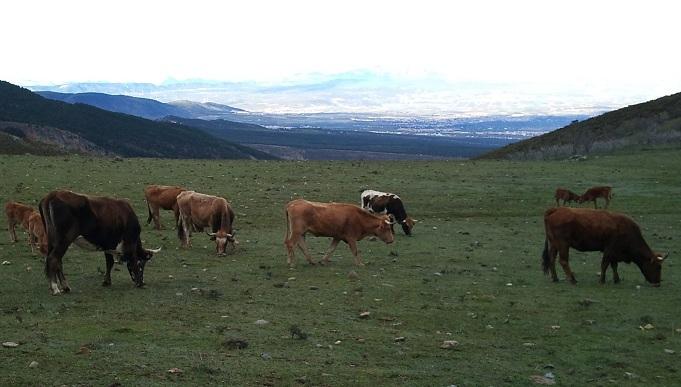 Vacas pastando en el Purche, en Sierra Nevada. 