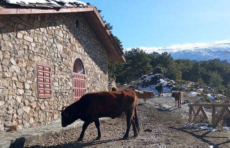 Ganado vacuno en Sierra Nevada, uno de los sectores perjudicados por el acuerdo, según UPA.