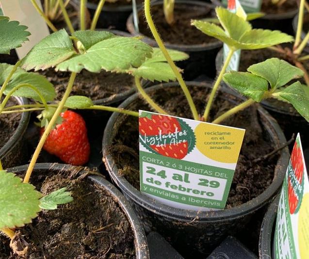 Se han repartido 500 plantas en la capital. 