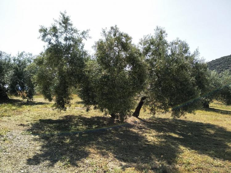 Olivos en la provincia de Granada. 