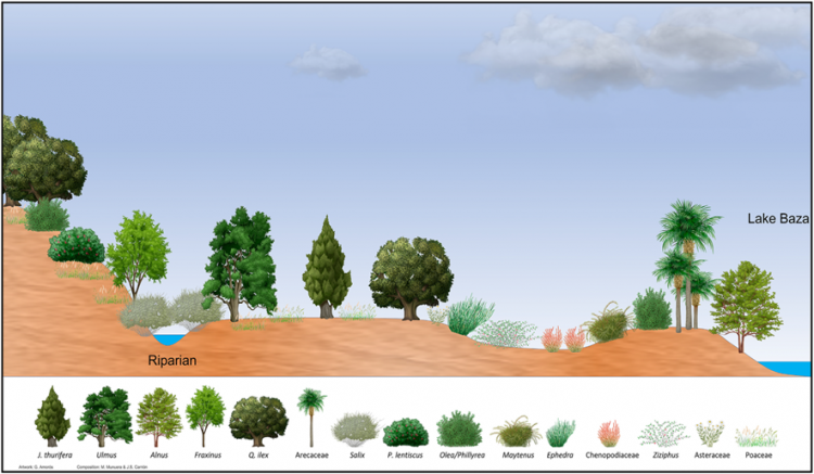 Distribución de las plantas descritas en la Zona Arqueológica de Orce.