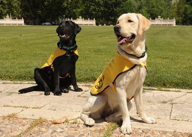 Imagen de archivo del adiestramiento a dos perros guías. 