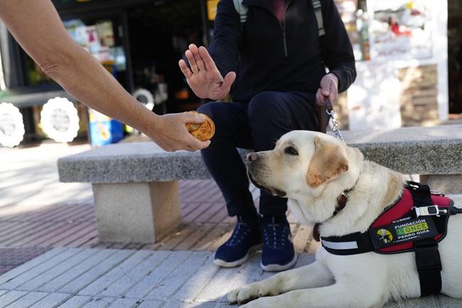 No le ofrezcan de comer a los perros guía.