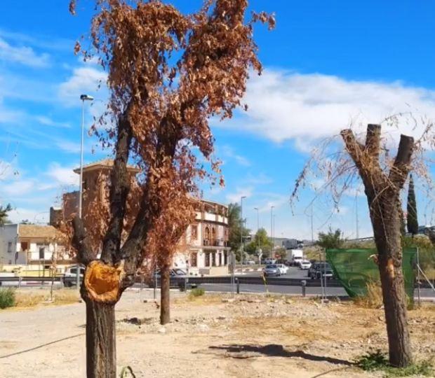 Algunos de los árboles trasplantados, secos y desmochados. 