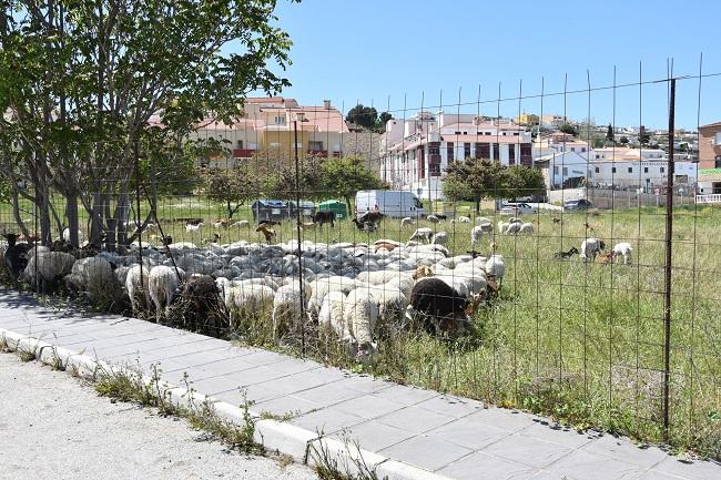 Rebaño de ovejas pastando en el solar, ubicado en zona urbana de Baza.