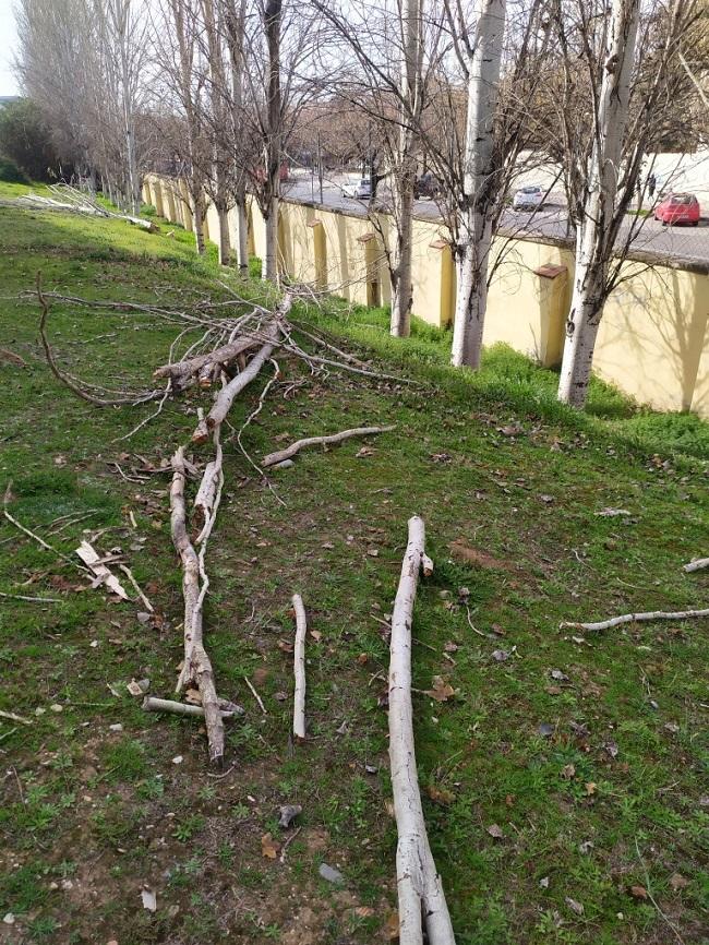 Imagen distribuida por el gobierno local con árboles caídos en la residencia.