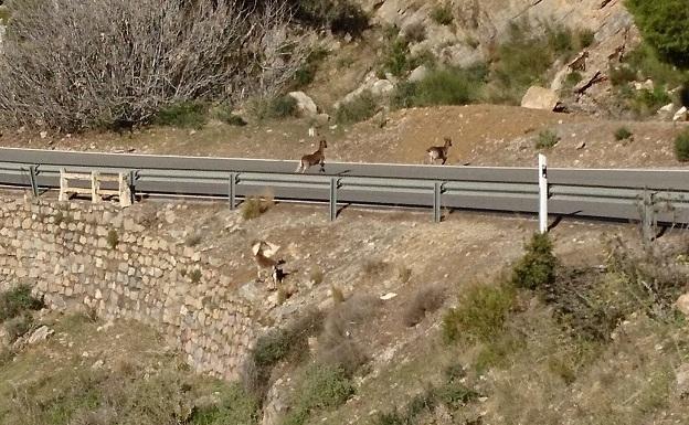 Cabras atraviesan la carretera A-346, cerca de Órgiva.