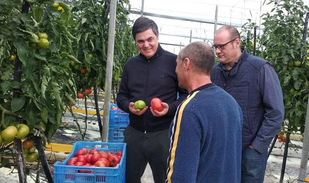 Carlos Rojas, con tomates en las manos, en su visita a un invernadero. 
