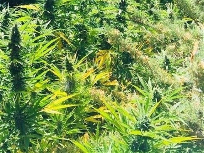 Plantas de marihuana en una imagen de archivo. Plantas de marihuana en una imagen de archivo.