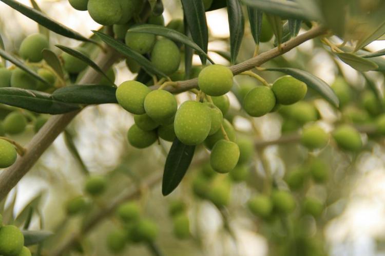 La ciudad cuenta con olivos en parques y otros espacios públicos La ciudad cuenta con olivos en parques y otros espacios públicos.
