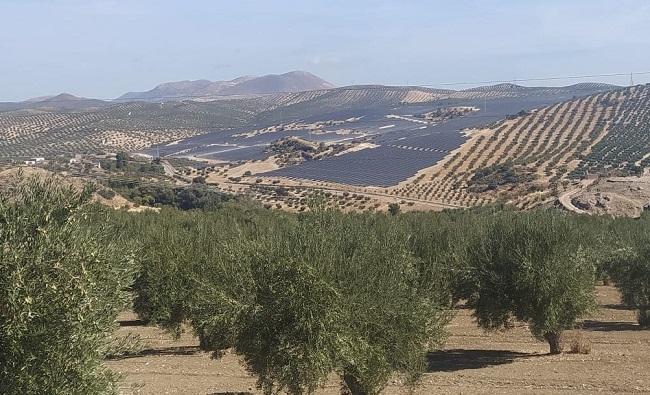 Campo de olivos, con instalaciones fotovoltaicas al fondo, en el área metropolitana de Granada.