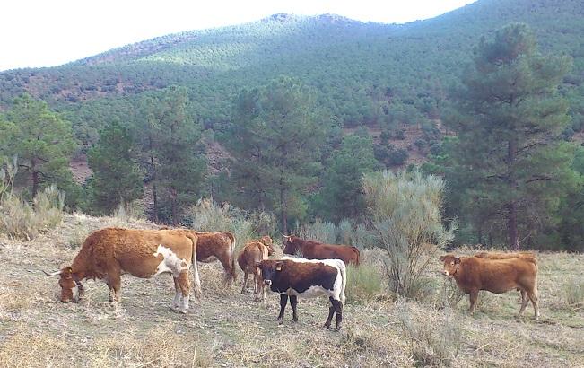 Rebaño de vacas en Jérez del Marquesado.