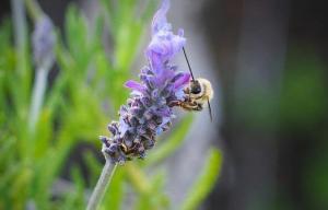 Una abeja libando en una flor de lavanda, una imagen que se puede ver en cualquier balcón de Granada.