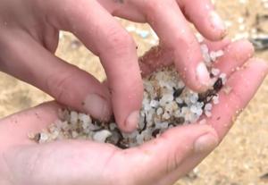 Bolitas o pellets de plástico recogidos en una playa gallega. 