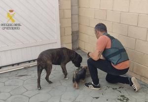 Un agente da de comer a dos de las mascotas recuperadas. 