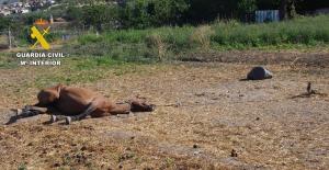 Uno de los dos caballos, ya fallecido cuando llegaron los agentes. 