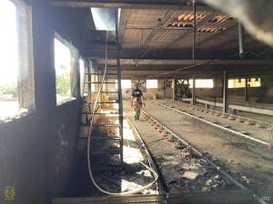 Interior de la nave de crianza de los pollos tras el incendio. 