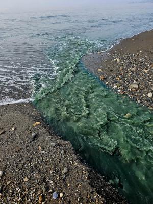 El agua del vertido, con tono verdoso al llegar al mar. 