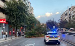 Uno de los árboles caídos esta tarde del domingo en la capital. 