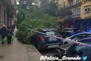 Árbol caído en la calle Melchor Almagro.