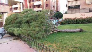 Tras los ejemplares que derribó el viento el pasado invierno, otro árbol cae en el jardín.