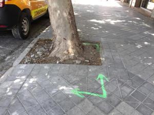 Árbol señalado en la Avenida de Barcelona.