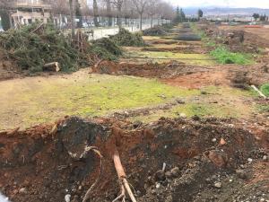 Los árboles, recién talados en la zona de la Rosaleda.