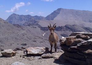 Ejemplar de cabra montés en las altas cumbres de Sierra Nevada.