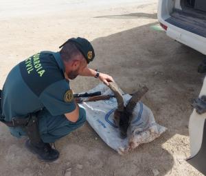 Un agente del Seprona con la cabeza del ejemplar abatido.