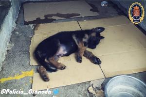 La Policía Local ha decidido adoptar al cachorro.