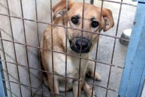 Imagen de archivo de uno de los perros alojados en el centro provincial de Diputación.