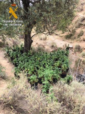 Plantación localizada en Ugíjar, al aire libre y sin sistema de riego.