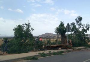 El viento ha arrancado árboles, como recoge esta fotografía tomada en Churriana de la Vega.