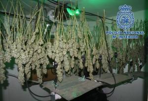 Marihuana encontrada en la vivienda. 