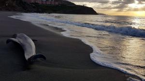 Delfín encontrado este jueves en la playa de Calabajío.